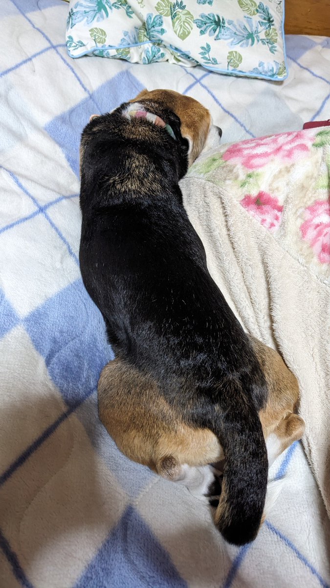 クッキーいもいも tweet media