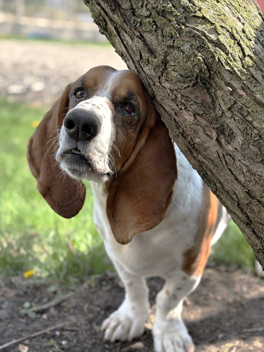 GABR_Bassets's tweet image. Aarrhhoooo! Alfie is an active, joyful, vociferous 4 yr old #Basset who is looking to enjoy lots of adventures!
He'd do best in a forever home without cats or other dogs.

bassetrescue.org/homeless

#AdoptDontShop #BassetHound #RESCUE