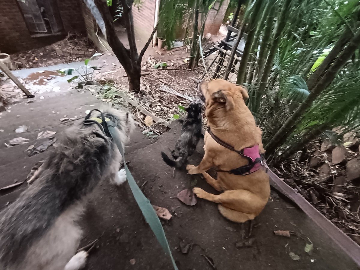 ladydebidebz1's tweet image. She looked through the gate 14 years ago and obviously realized our kind of crazy was the cat's whiskers...
Stepped through... &amp;amp; has never left 😎
#BratKat
#WildChild
#MommasGirl
#SheWhoMustBeObeyed
#GottaLoveCheffys