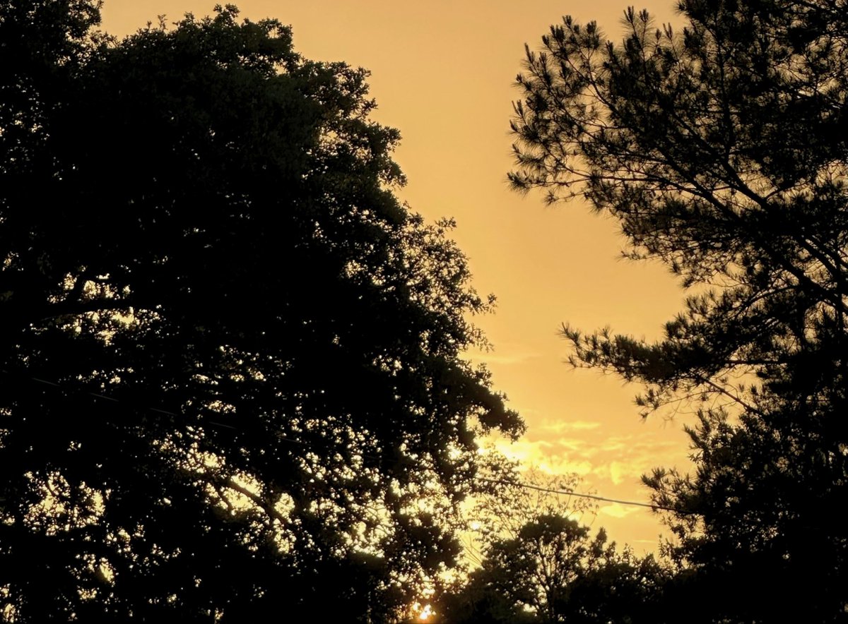belleslore's tweet photo. soft light through the trees https://t.co/tnUAqZ5dDg