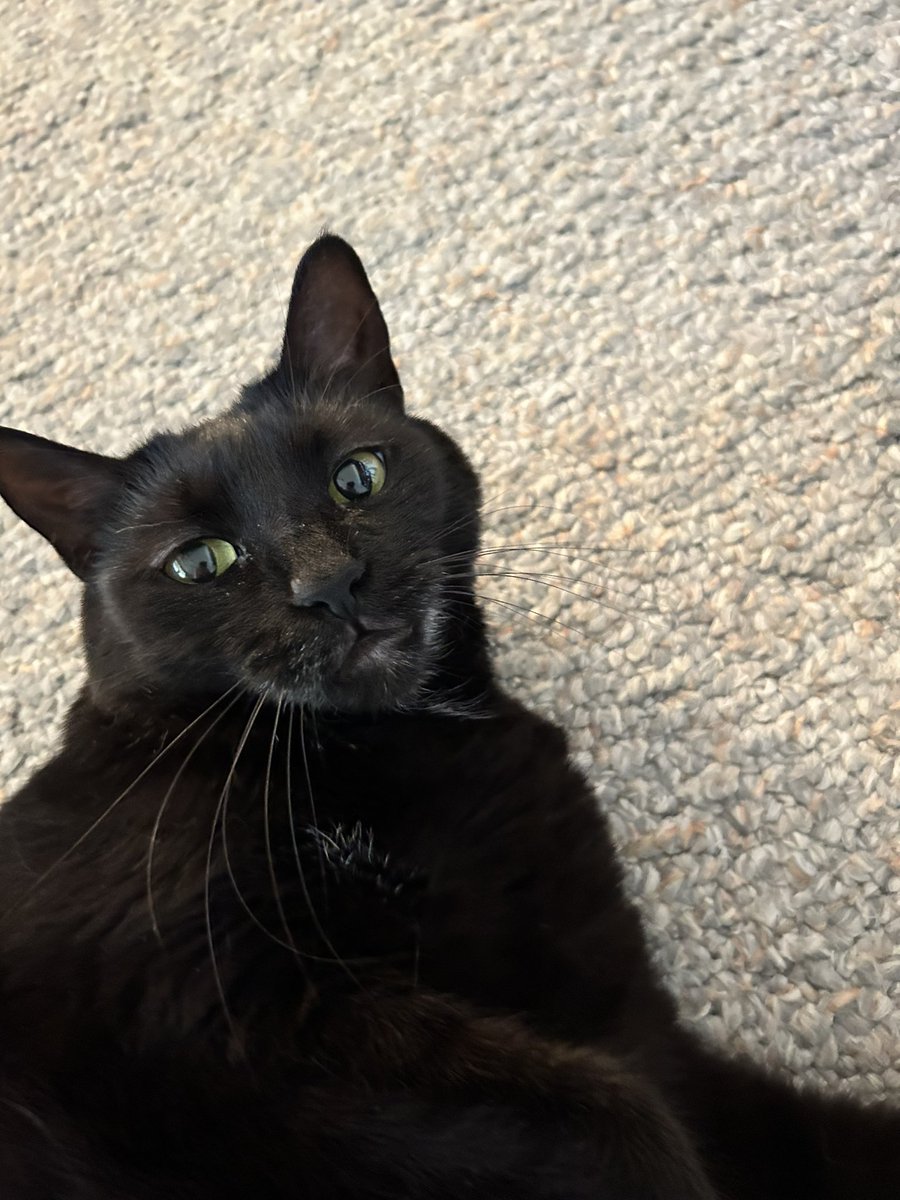 TomKattman's tweet image. 😳 “Did you mombe have da perfect Mimi pic lined up an’ snap it just a second too late?”—Puma. 😹 #BacksideView