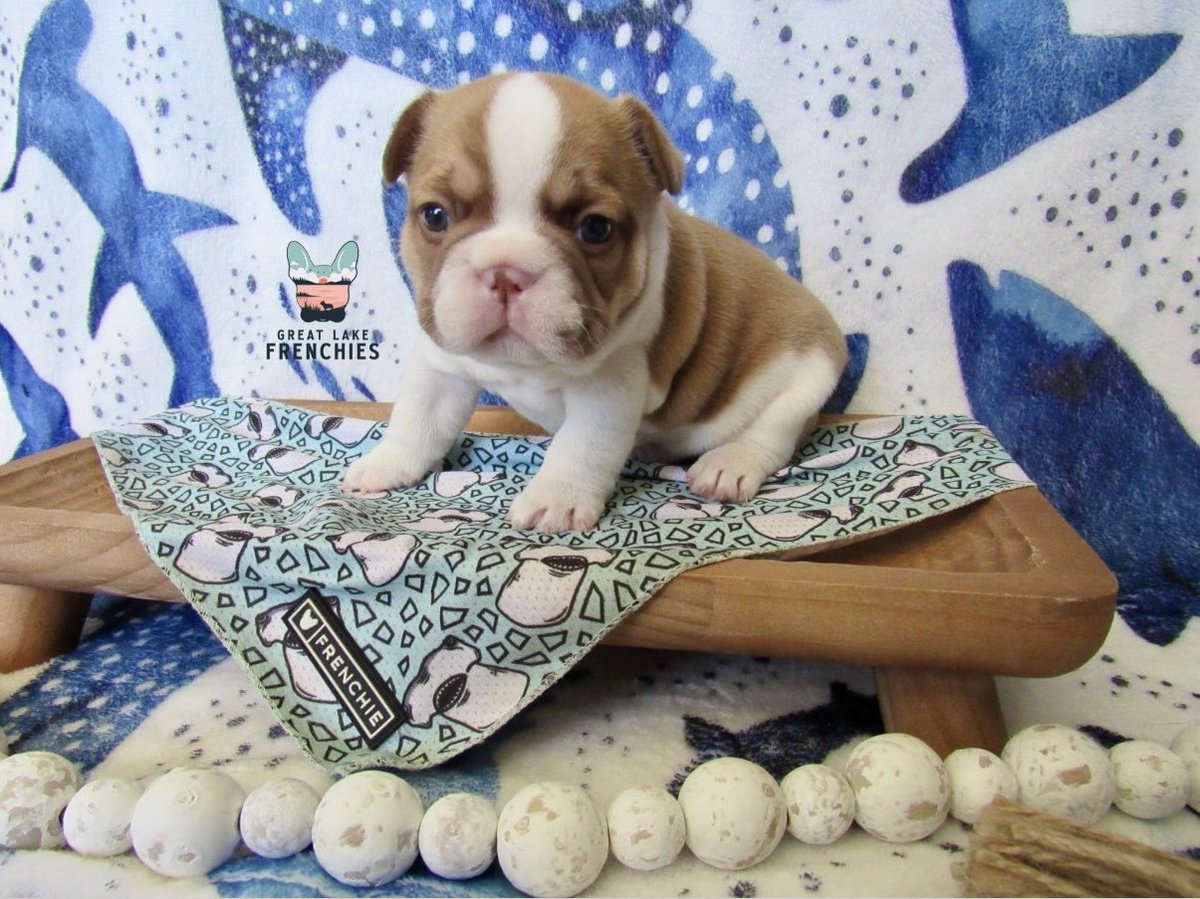 Greatlakefrench's tweet image. #frenchbulldog #doglover #puppy
