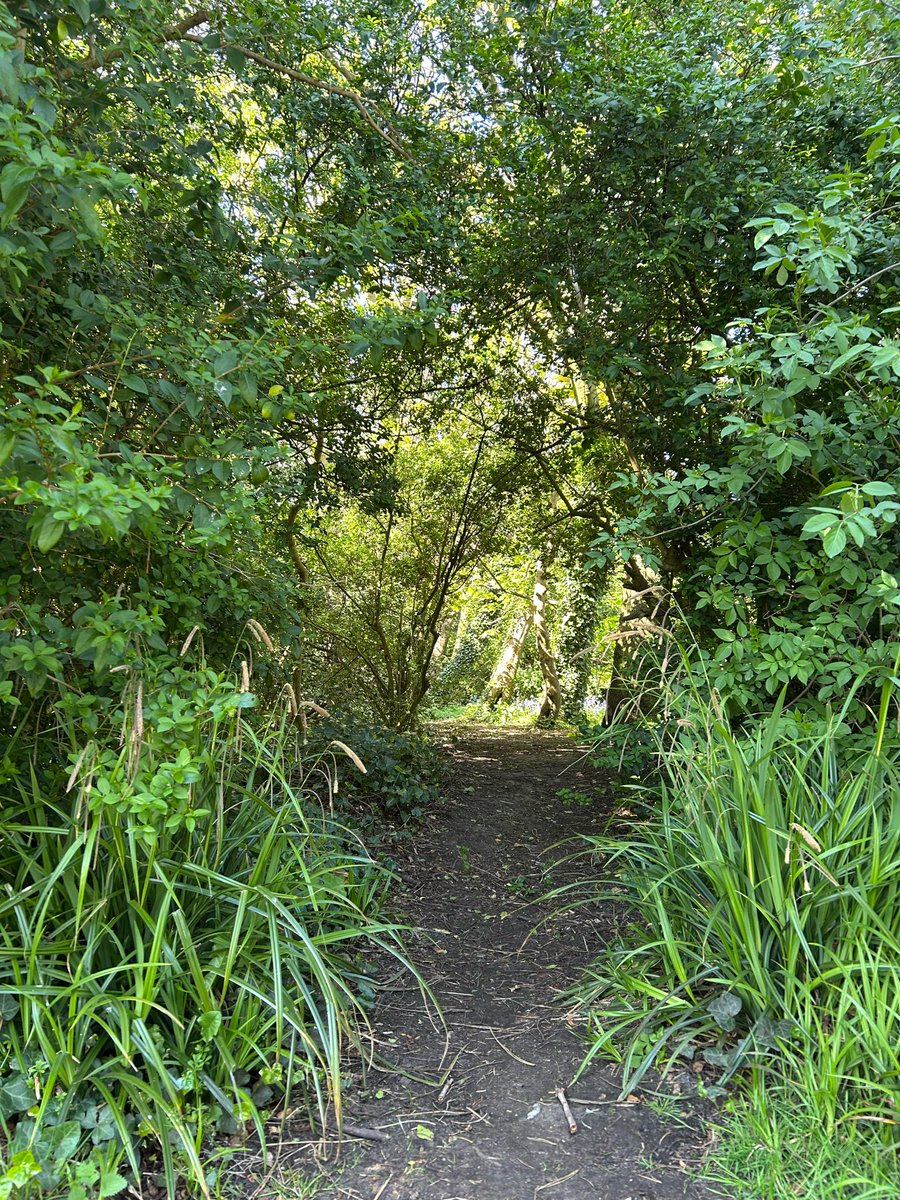 Bluestocking63's tweet image. Walking Pearl - Spring is here.

#dogwalking #cockerspaniel