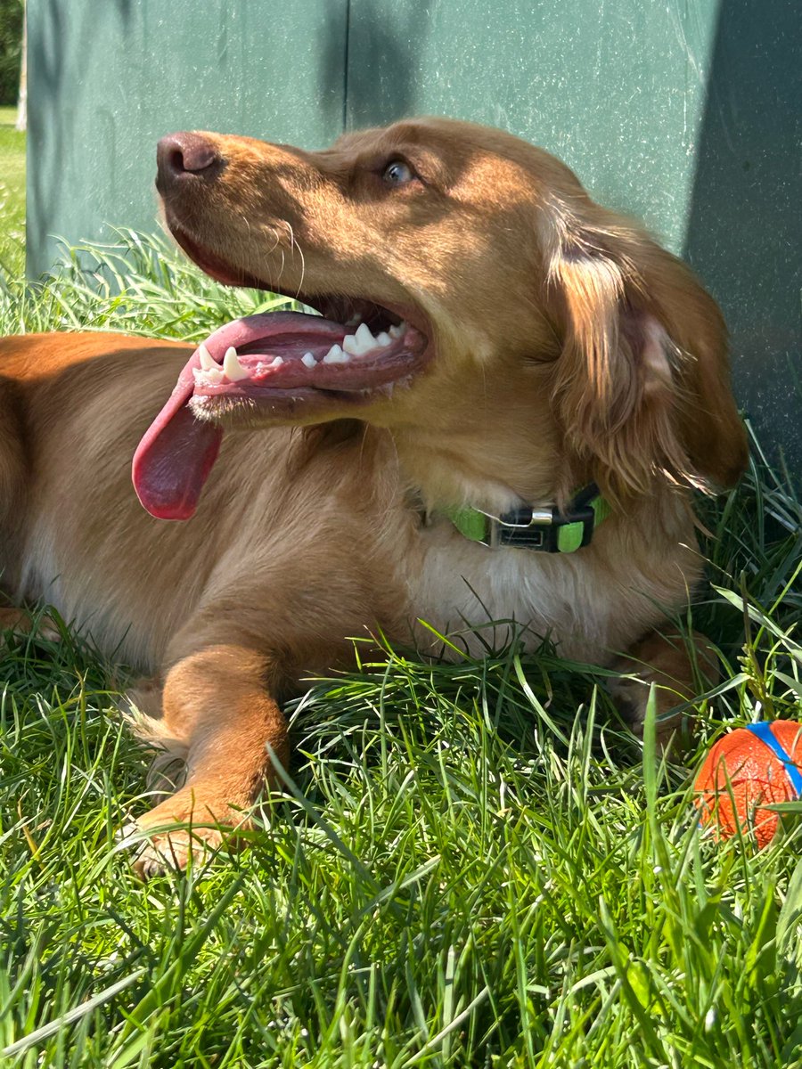 Bluestocking63's tweet image. Walking Pearl - Spring is here.

#dogwalking #cockerspaniel