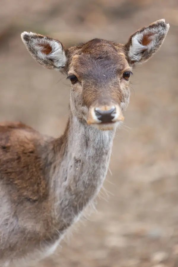 daily bambichael tweet media