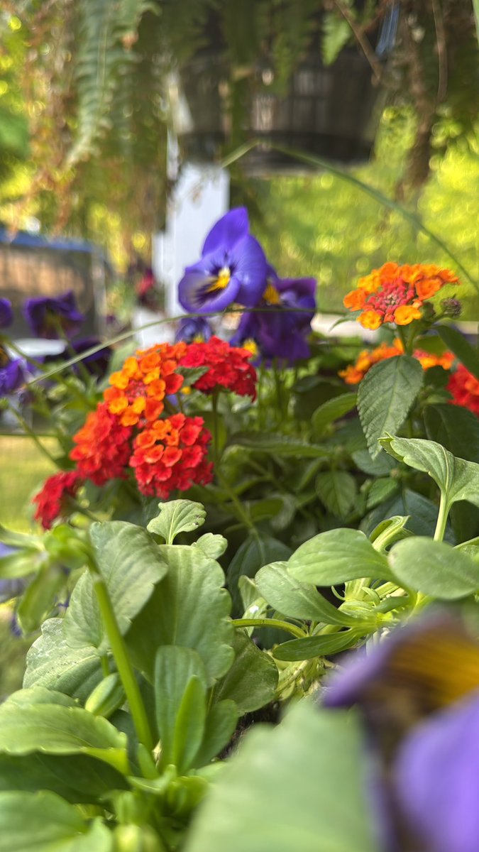So I went to the garden center after work today unsupervised… my husband isn’t going to believe me but I swear the lady gave me three flats of pansies for free. Then I bought a few more but man after the week I have had that was a huge blessing and cheered me right up.  Or maybe