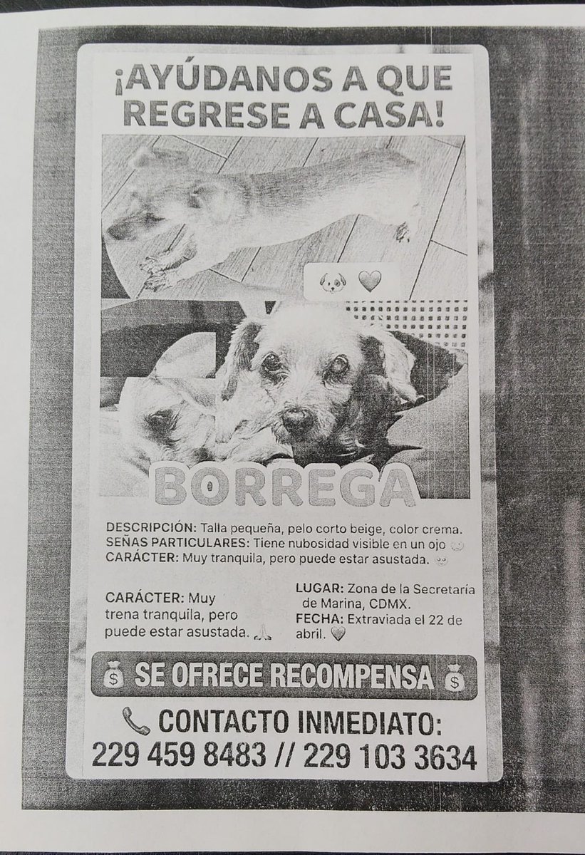 HELA_MORE's tweet photo. Amigos,nos ayudan a compartir?

La familia de Borrega está desesperada.

Se extravió ayer 22 de abril cerca de la secretaría de Marina,en alcaldía Coyoacán.
Ya es viejita. https://t.co/wV7ZQaLM4s