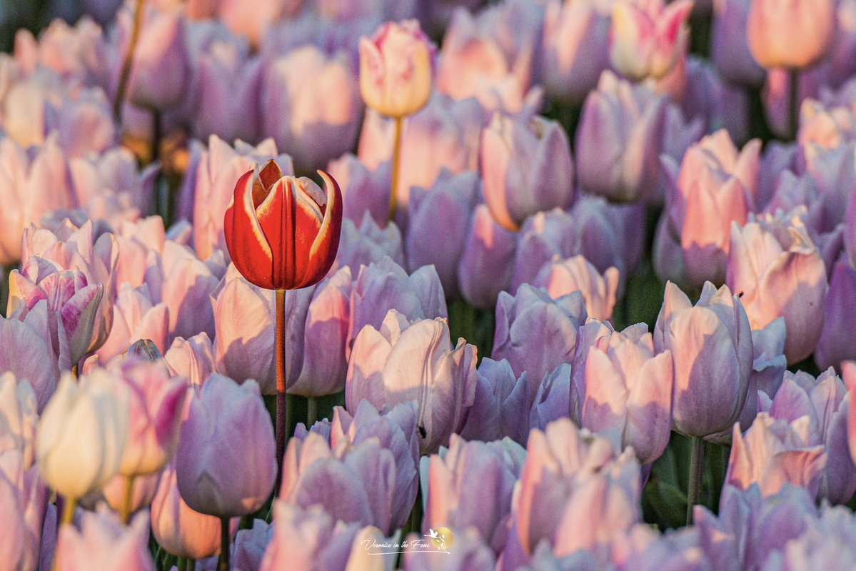 VeronicaJoPo's tweet image. Sunset this beautiful Thursday evening at the Tapping Tulips in Norfolk 🌷🧡🌷
An amazing first visit 🥰
#norfolk #tulips #spring 
#tappinghousehospice