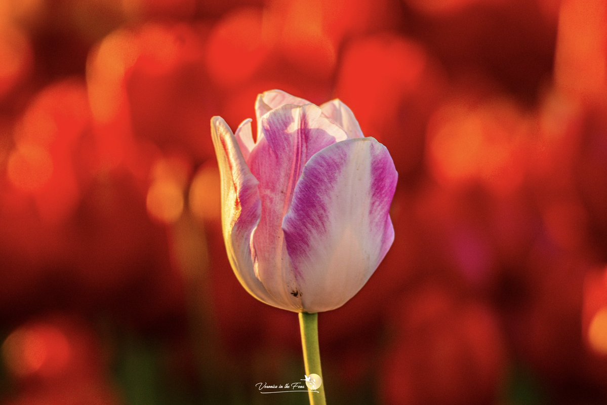 VeronicaJoPo's tweet image. Sunset this beautiful Thursday evening at the Tapping Tulips in Norfolk 🌷🧡🌷
An amazing first visit 🥰
#norfolk #tulips #spring 
#tappinghousehospice