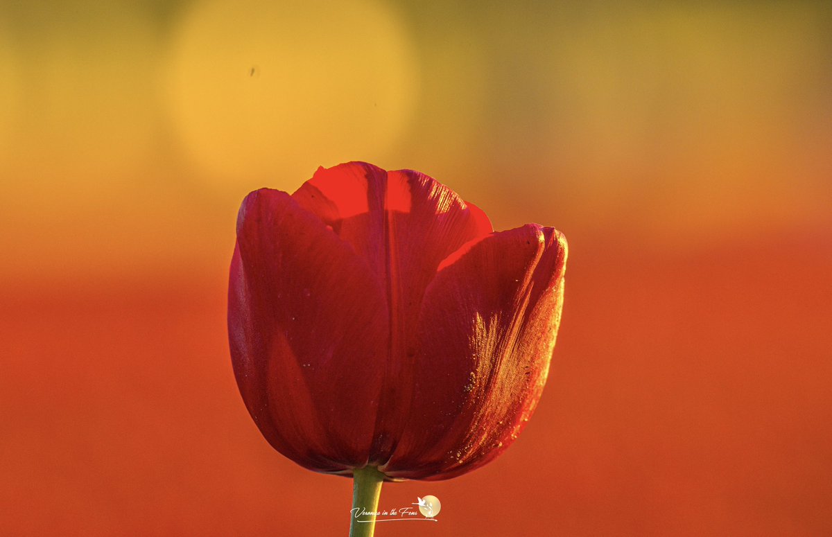 VeronicaJoPo's tweet image. Sunset this beautiful Thursday evening at the Tapping Tulips in Norfolk 🌷🧡🌷
An amazing first visit 🥰
#norfolk #tulips #spring 
#tappinghousehospice