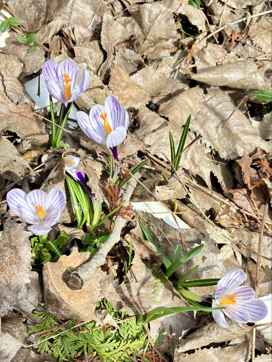 Northern Fella -aka AF tweet media