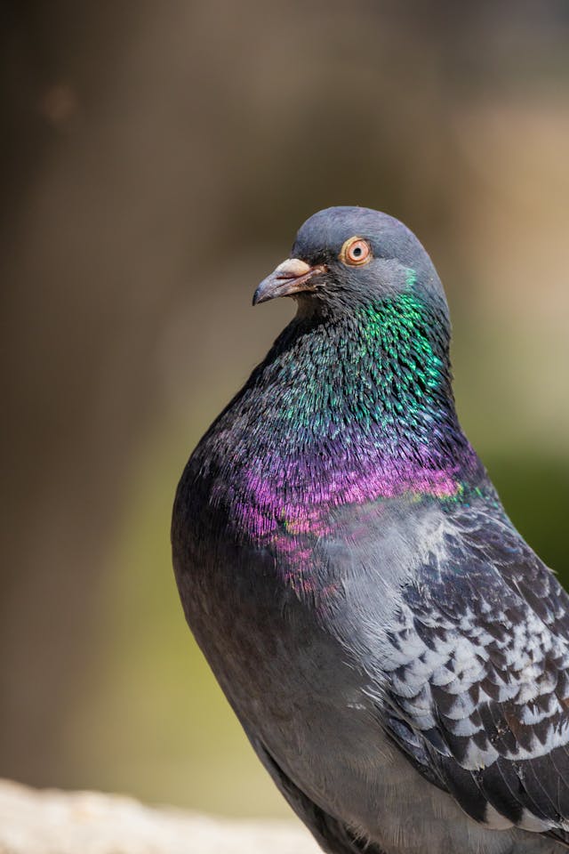The feathers tweet media