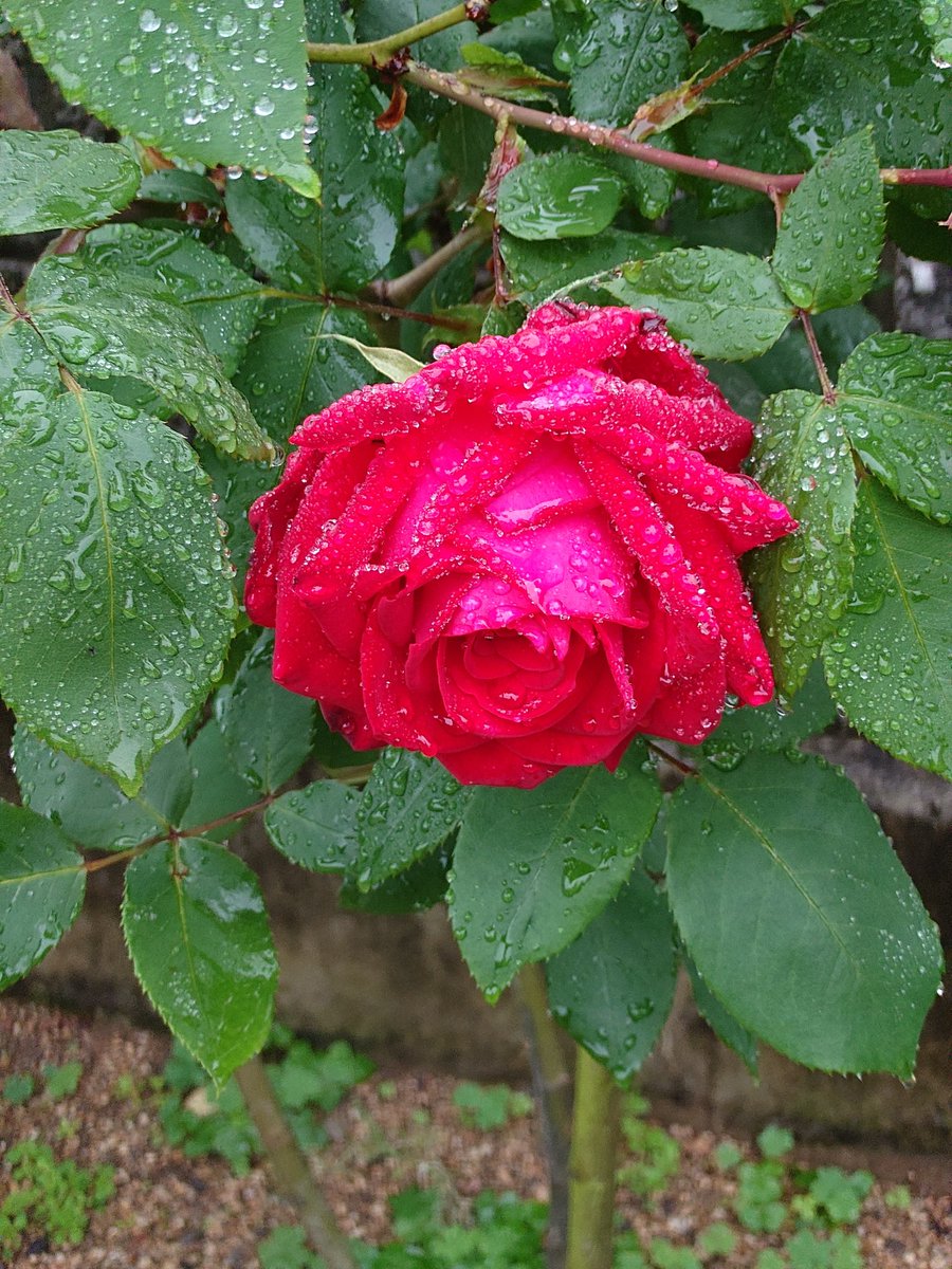 おはようございます🙋😃☁️

気温12.3℃。やっと雨が上がった金曜日の朝です!よく降りましたね⁉️

写真は、一昨日お伝えした #真っ赤な薔薇🌹 昨日の雨にも負けず、花開いてくれました❗今朝は、雨粒が乗って、キラキラ✨️しています☺️

今日もはなまるな気分で過ごせますように💮