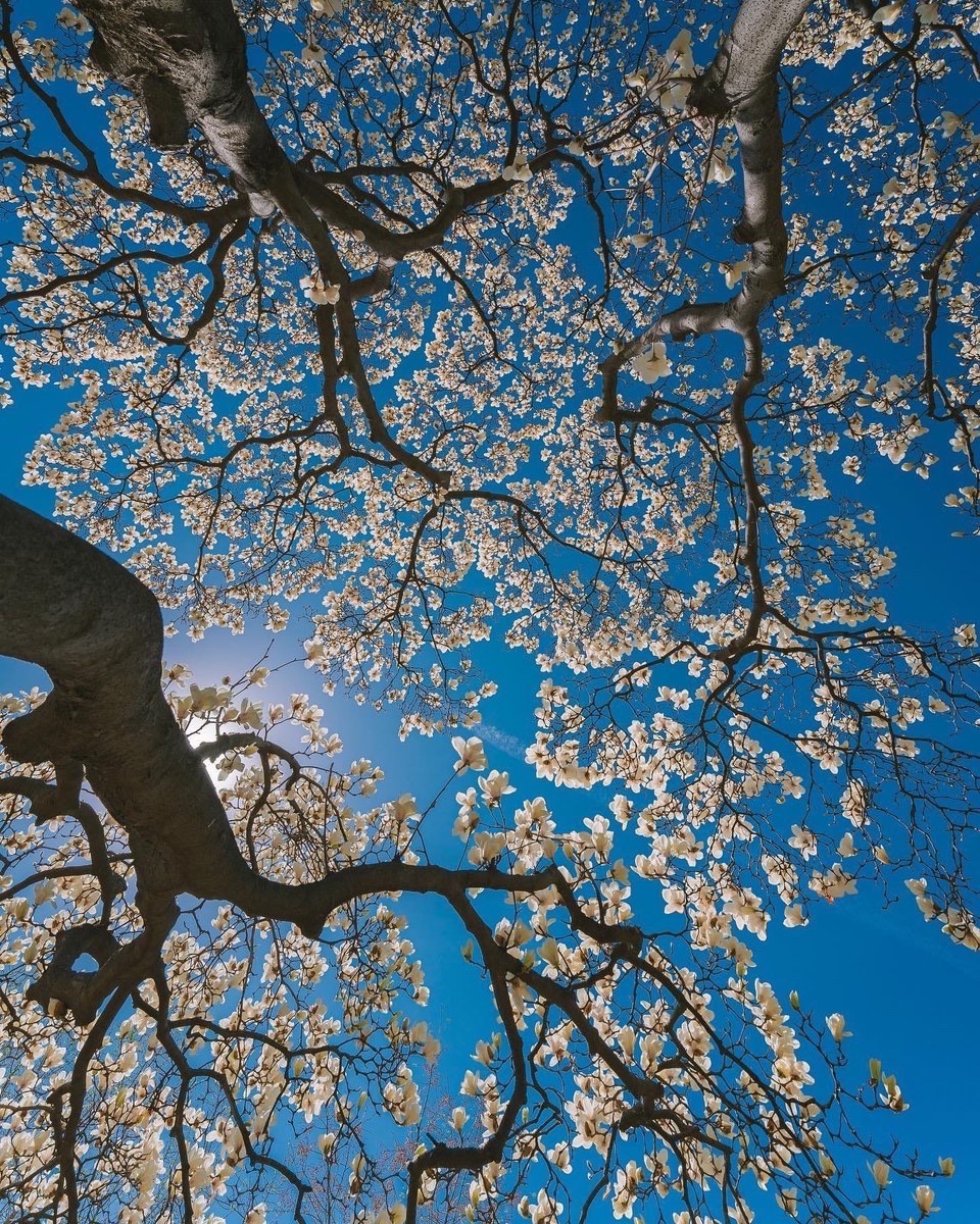 earthcurated's tweet photo. spring blossoms 🌸 https://t.co/uL5hMvR41j