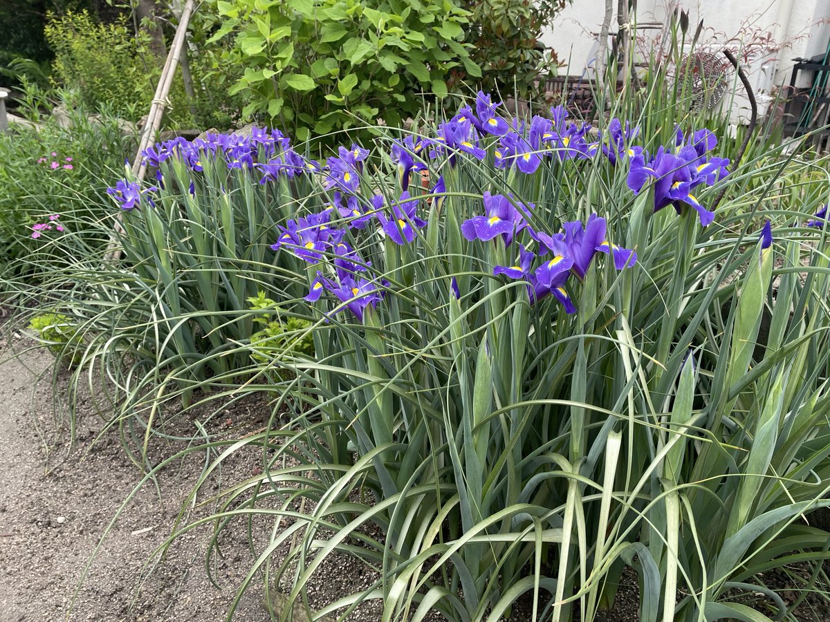 おはようございます😃
５年くらい前に球根3個から始まって今この状態🤣