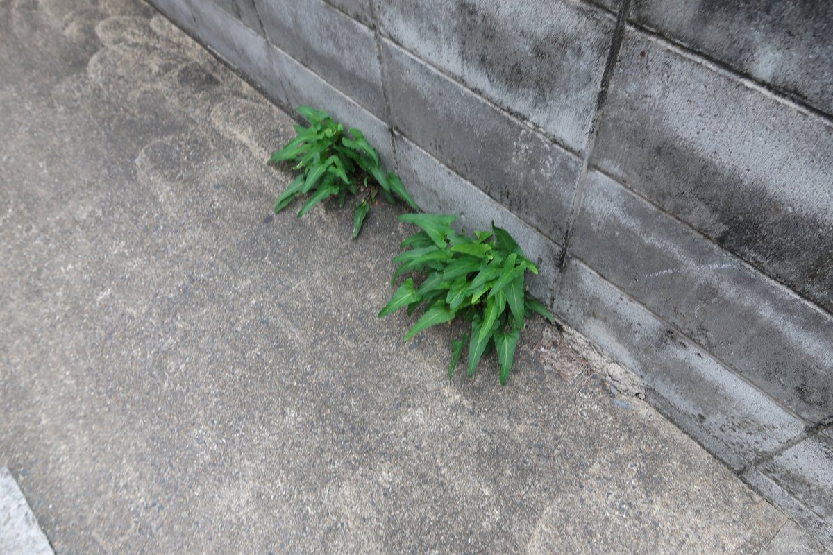 後　降裏夫 tweet media