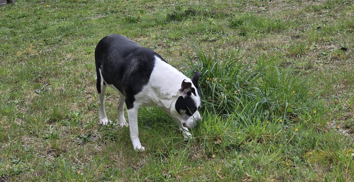 CrazyMistyCat's tweet photo. I just claimed 8.00 B3TR for scooping up 2x after my pup! 🐶

Join me in turning dog poop into rewards – let's keep the environment clean! 🌱

Follow us at @ScoopUp_vet

https://t.co/lavgkatRUD

#ScoopUp #VeBetterDAO #VeChain #dogsofVeChain https://t.co/md5SwDAMg8