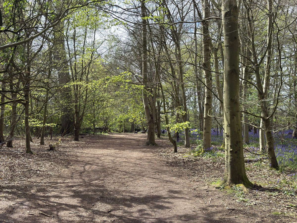 liampcook's tweet image. @nationaltrust love a little #walk around #Calke #Abbey and all the amazing #Bluebells