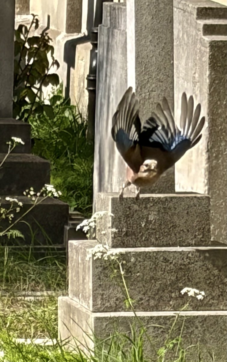 BromptonBunch's tweet image. Geronimo! #Jays