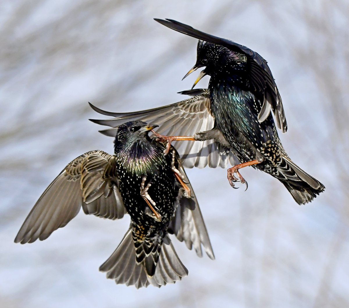 Carl Bovis tweet media