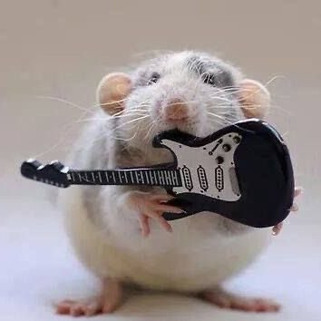 🐀ྀིྀིྀིྀིྀི tweet media