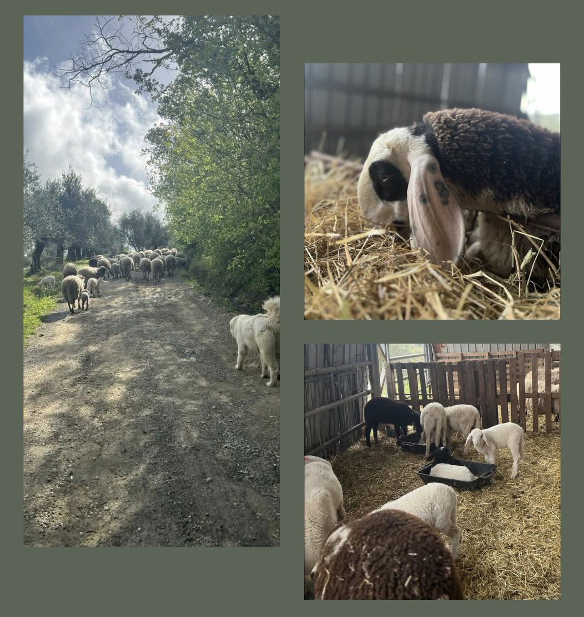 valledelsasso's tweet photo. Dai sentieri di #riscossacontadina #buonweekend e buon #25Aprile! Ci trovate sempre su queste frequenze di campagna e di natura, che sia in tour per le vendite dirette o in #Fattoria per grigliare in compagnia alla Ribotta della Riscossa (info Flavione: 3358253778)! 💪👩🏻‍🌾 #weekend https://t.co/f2vU56z2Eu