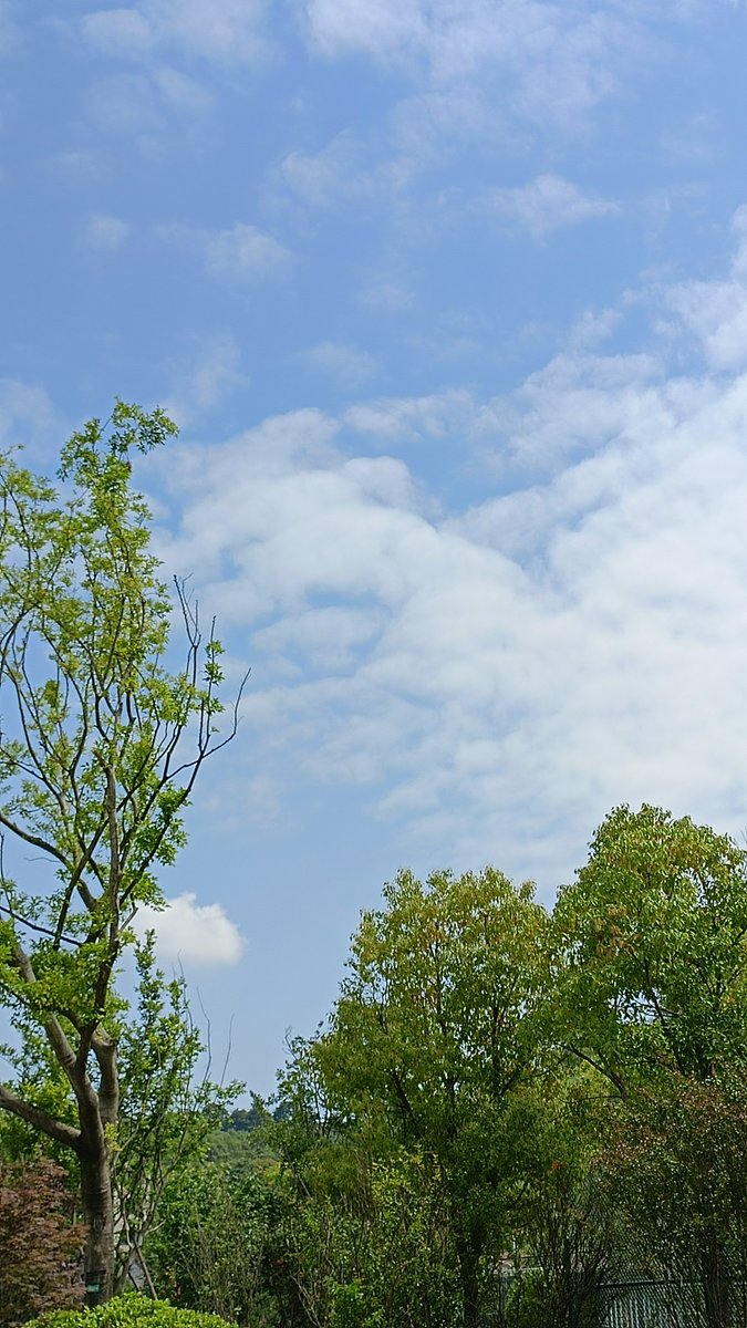 joao vítor  tweet media