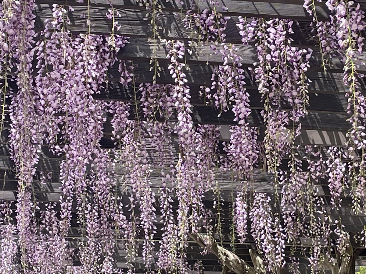 かげしーちゃん、リスナーの皆さん、おはようございます。

月曜日に浜名湖ガーデンパークに行ってきました🚙💨
ネモフィラと藤がきれいで、良いリフレッシュになりました✨✨

今日は8時から9時頃までヘルプ勤務🚗
本当は休みの日は朝ゆっくりしたいけど、今日は楽しみあるので頑張ります😊

 #いっぽ