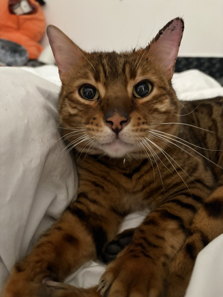 beck ☆彡 tweet media