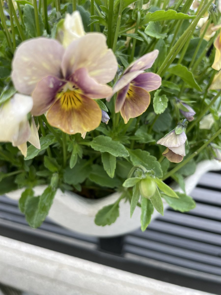 ひ̆̈に̊̈ゃ̂に̊̈ゃ̂ tweet media