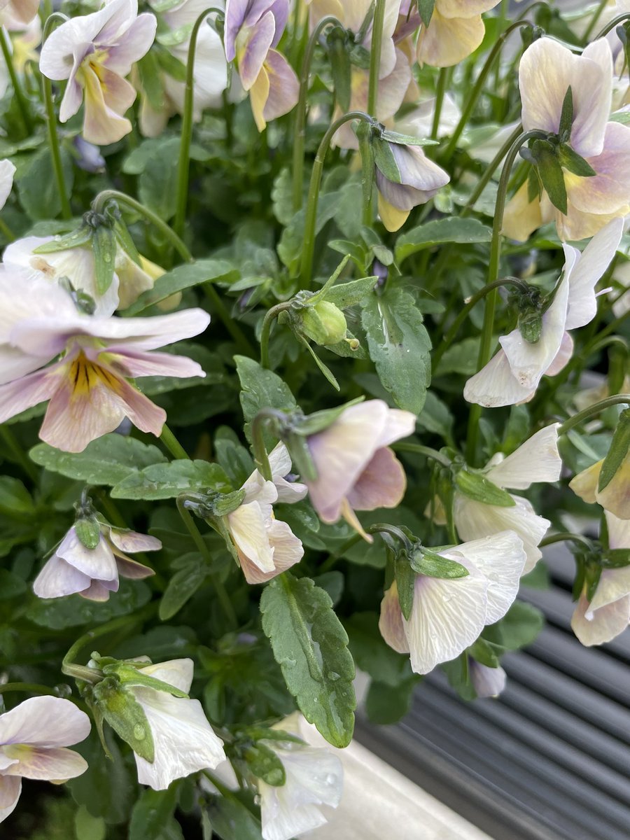 ひ̆̈に̊̈ゃ̂に̊̈ゃ̂ tweet media