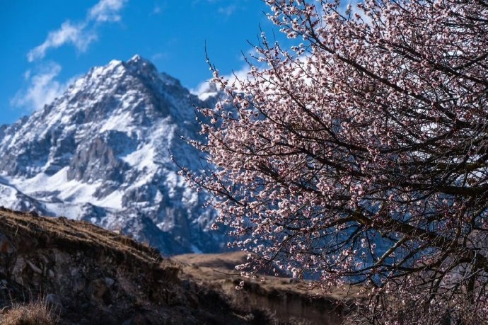 GanziChina's tweet photo. Snow crowns the mountaintops, flowers cover the branches.
Spring in Ganzi County is a romantic encounter between apricot blossoms and snow-capped peaks.
#ChinaTravel #Ganzi #snowmountains #romanticview #NatureScenery https://t.co/nQM5J09en9