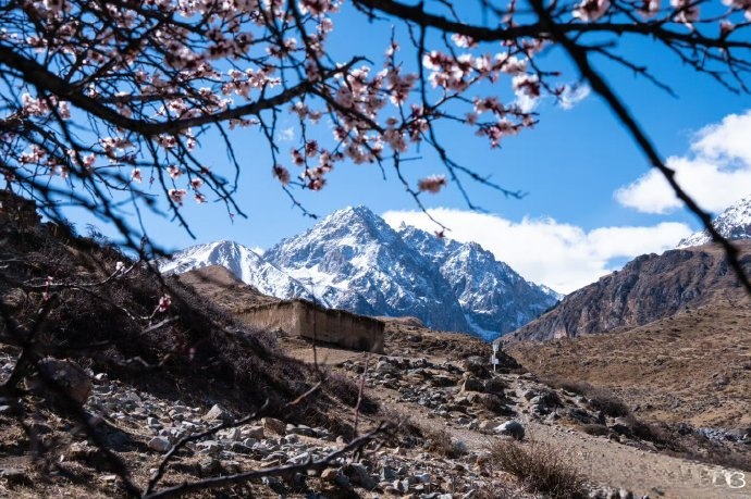 GanziChina's tweet photo. Snow crowns the mountaintops, flowers cover the branches.
Spring in Ganzi County is a romantic encounter between apricot blossoms and snow-capped peaks.
#ChinaTravel #Ganzi #snowmountains #romanticview #NatureScenery https://t.co/nQM5J09en9