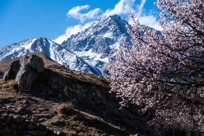 GanziChina's tweet photo. Snow crowns the mountaintops, flowers cover the branches.
Spring in Ganzi County is a romantic encounter between apricot blossoms and snow-capped peaks.
#ChinaTravel #Ganzi #snowmountains #romanticview #NatureScenery https://t.co/nQM5J09en9