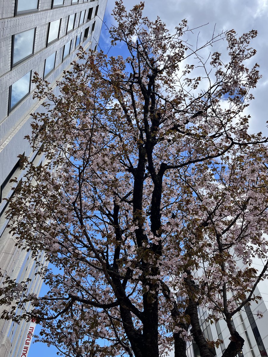 harutoyes's tweet photo. 今年はさくら🌸早くも満開近いですね。
職場近くで綺麗😍に咲いてました。

#さくら  #春 https://t.co/8BPODTo3F2