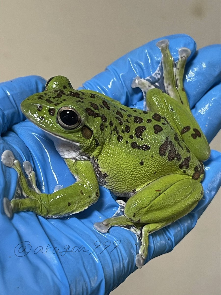 あるごん 🐸 Argon tweet media