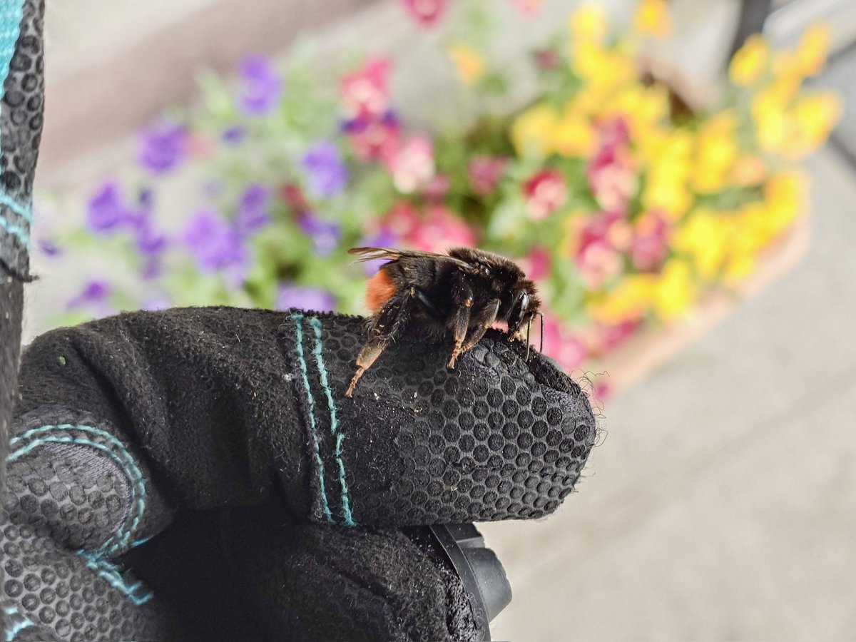 エルライツ tweet media