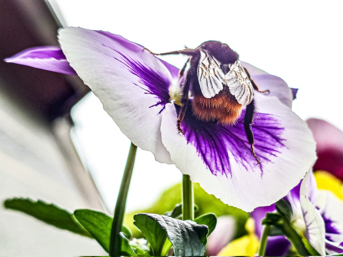 エルライツ tweet media