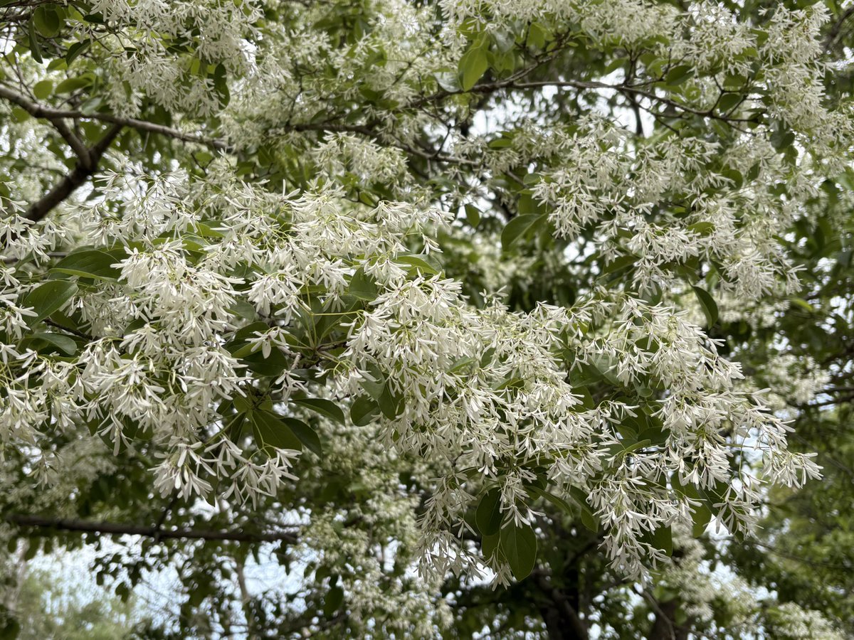 お写んぽ。😊

#ヒトツバタゴ #ナンジャモンジャ
#フラワーパーク江南