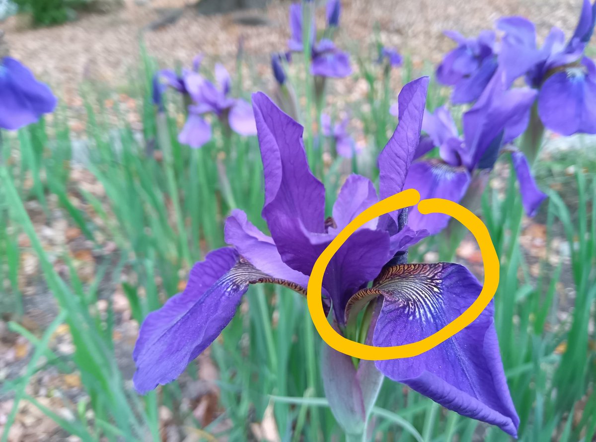 浜離宮恩賜庭園 tweet media