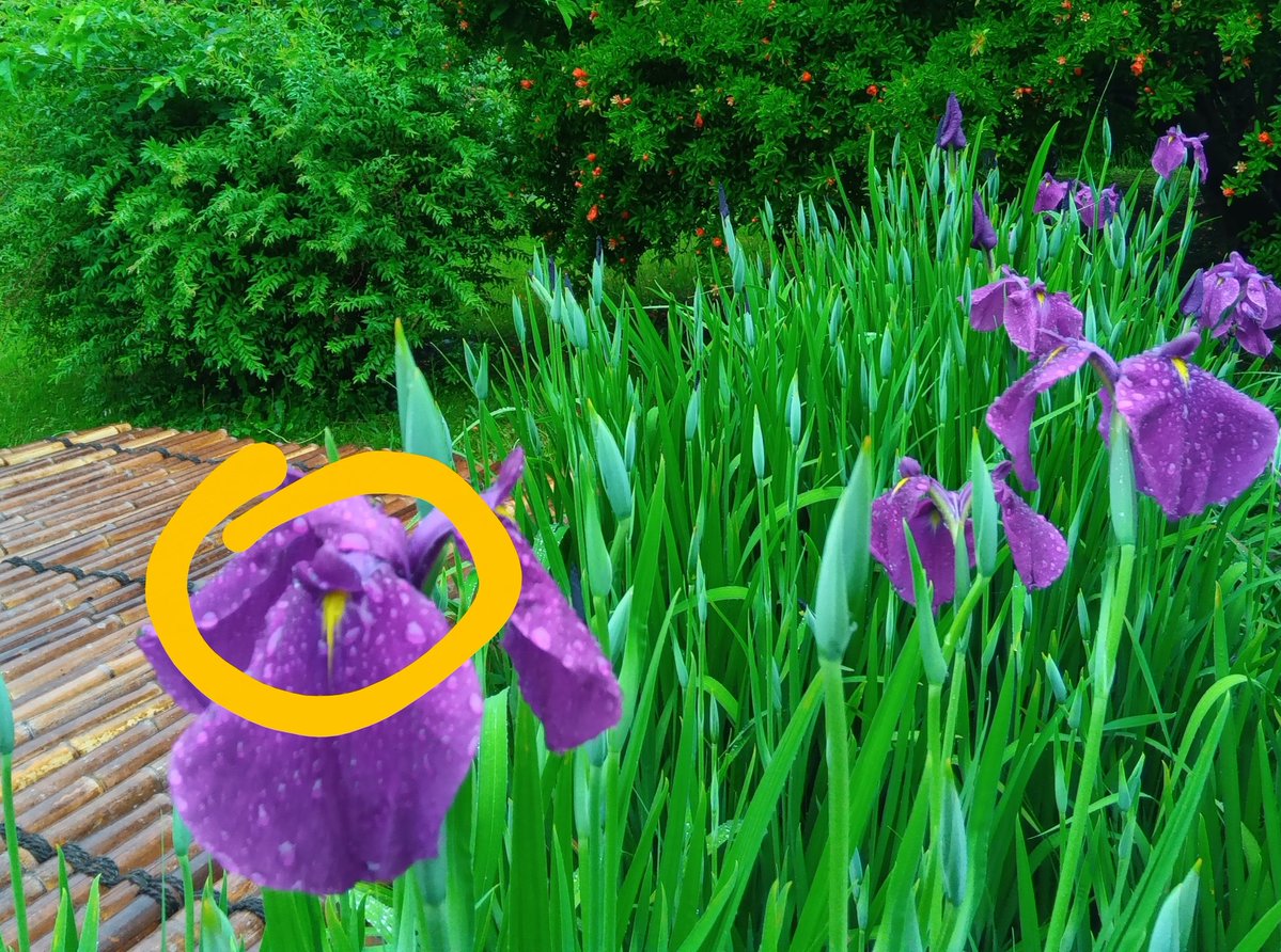 浜離宮恩賜庭園 tweet media