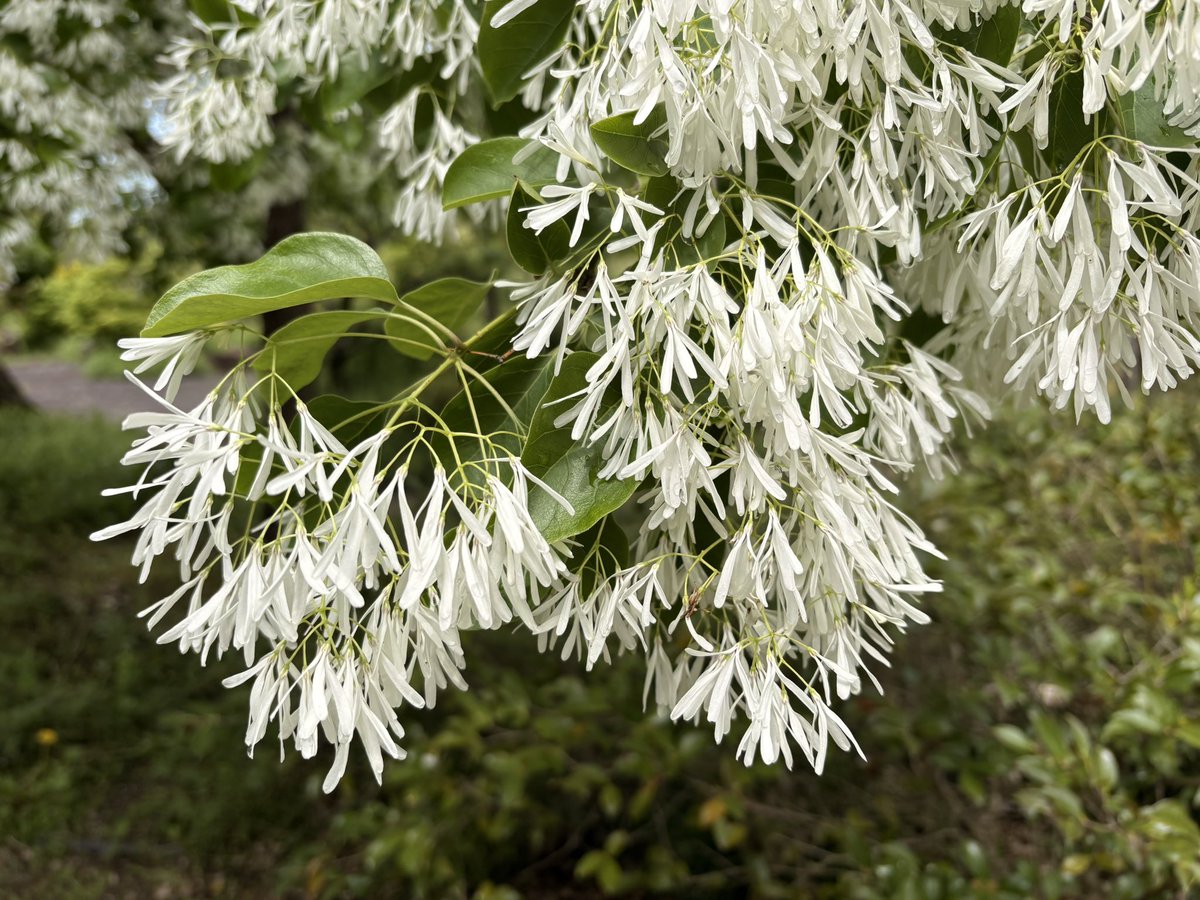 こんにちは😊

今日はお仕事お休みなので
お写んぽ。してます

なんじゃもんじゃ(ヒトツバタゴ)
咲いてるよ

#イマソラ #ヒトツバタゴ