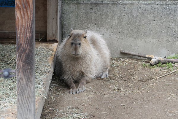 kapi_chi1023's tweet photo. 4月17日に亡くなった須坂市動物園の黒子ちゃん、まだ7~8歳くらいかな？と思っていたら11歳だそうで、長生きしてくれました✨
美カピだった黒子ちゃん、今までありがとう😭

#須坂市動物園
#カピバラ https://t.co/SaI9x8oBgK