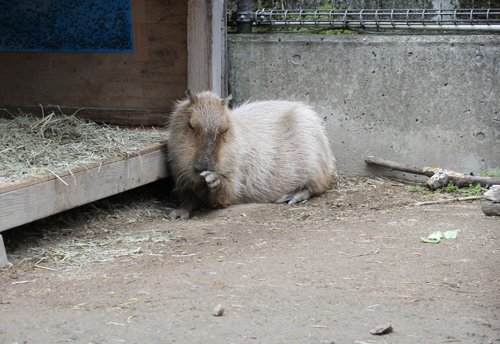 kapi_chi1023's tweet photo. 4月17日に亡くなった須坂市動物園の黒子ちゃん、まだ7~8歳くらいかな？と思っていたら11歳だそうで、長生きしてくれました✨
美カピだった黒子ちゃん、今までありがとう😭

#須坂市動物園
#カピバラ https://t.co/SaI9x8oBgK