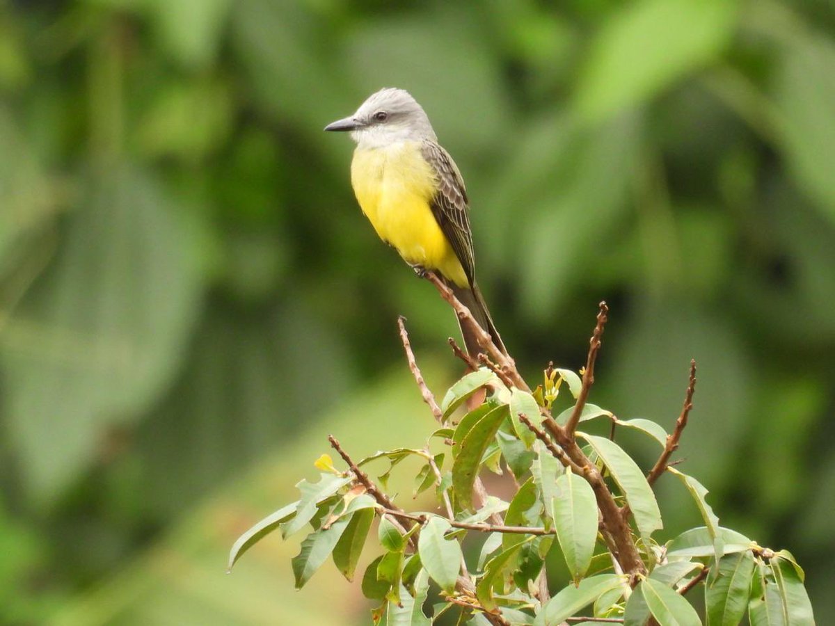 Xiomara Pulido tweet media