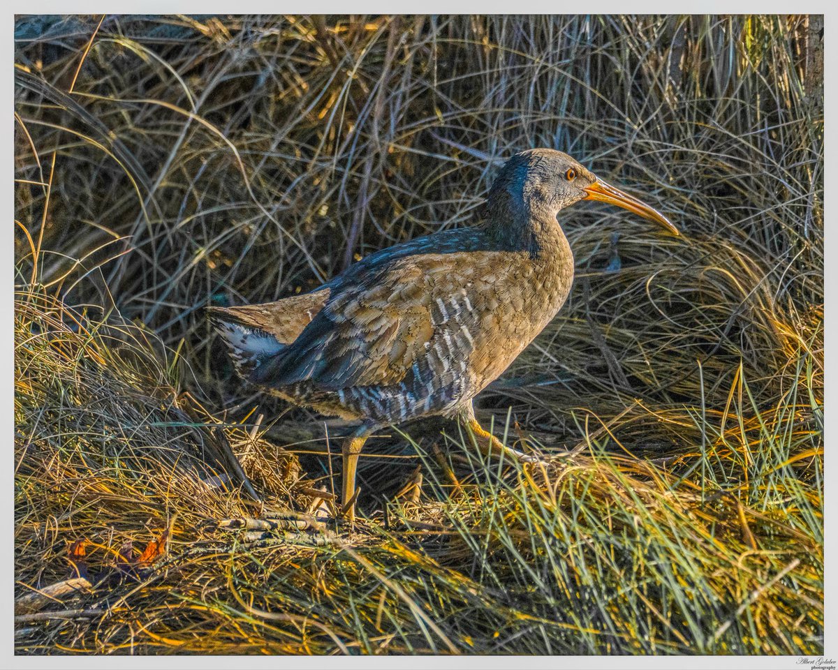 qaextreme's tweet photo. Morning view at Marine park salt marsh with a Clapper rail @BirdBrklyn https://t.co/MHi2xrHgb8