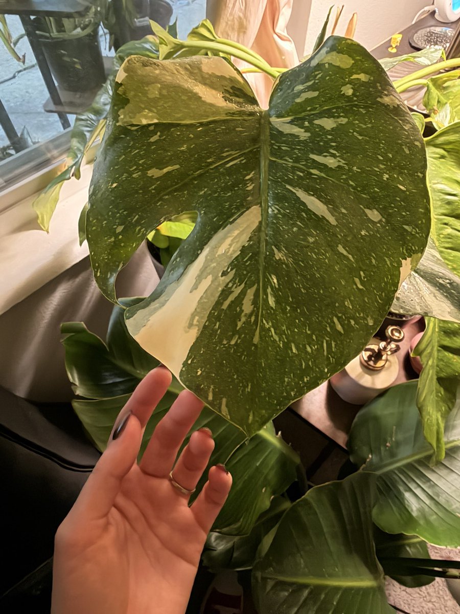 being of light . ♡ tweet media