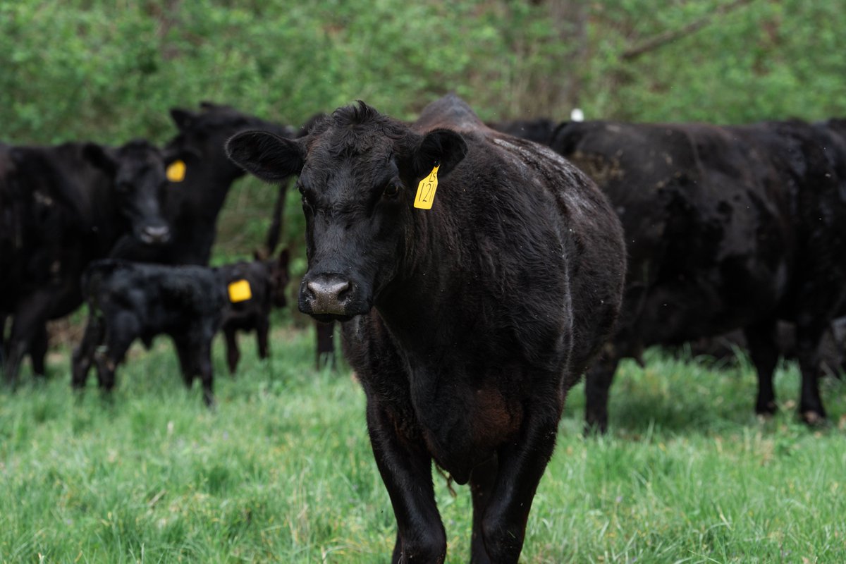 Christian Mitchell tweet media