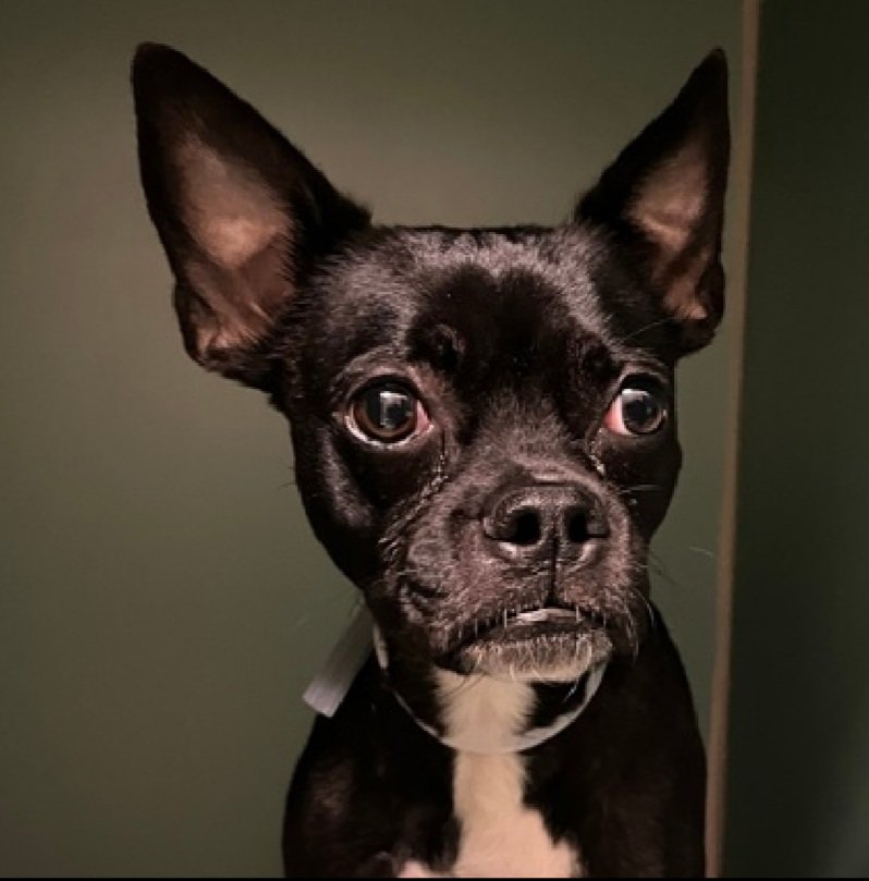 nyc_lilpaws2025's tweet image. Introducing Lilo 209065
#NYCACC #AdoptMe 
She is a 19 lb, 4 yr old
Slow to adjust to new environments,  needs patient person to make her feel safe 
She has been there 1 day
Let's find her a good home!
nycacc.app/browse/209065
#Pledge4Rescue #foster #adopt 
#DogsofX