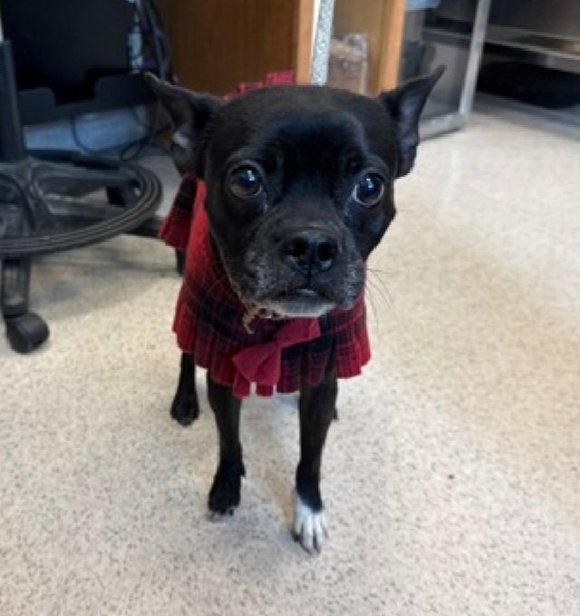 nyc_lilpaws2025's tweet image. Introducing Lilo 209065
#NYCACC #AdoptMe 
She is a 19 lb, 4 yr old
Slow to adjust to new environments,  needs patient person to make her feel safe 
She has been there 1 day
Let's find her a good home!
nycacc.app/browse/209065
#Pledge4Rescue #foster #adopt 
#DogsofX